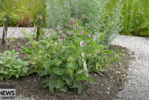 Kräutergarten-Einweihung und St. Felixfest